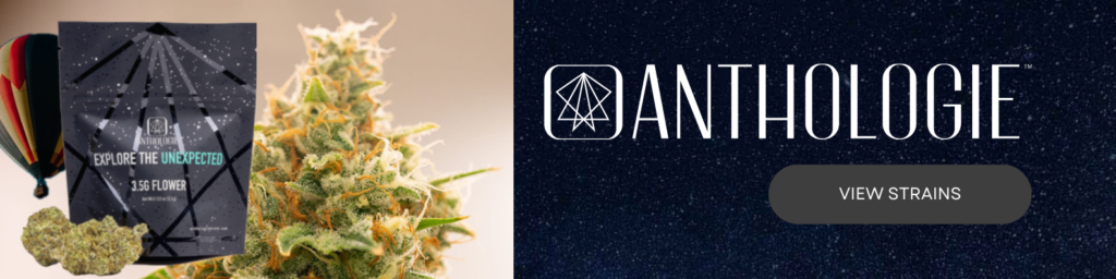 anthologie brand wholesale Cannabis